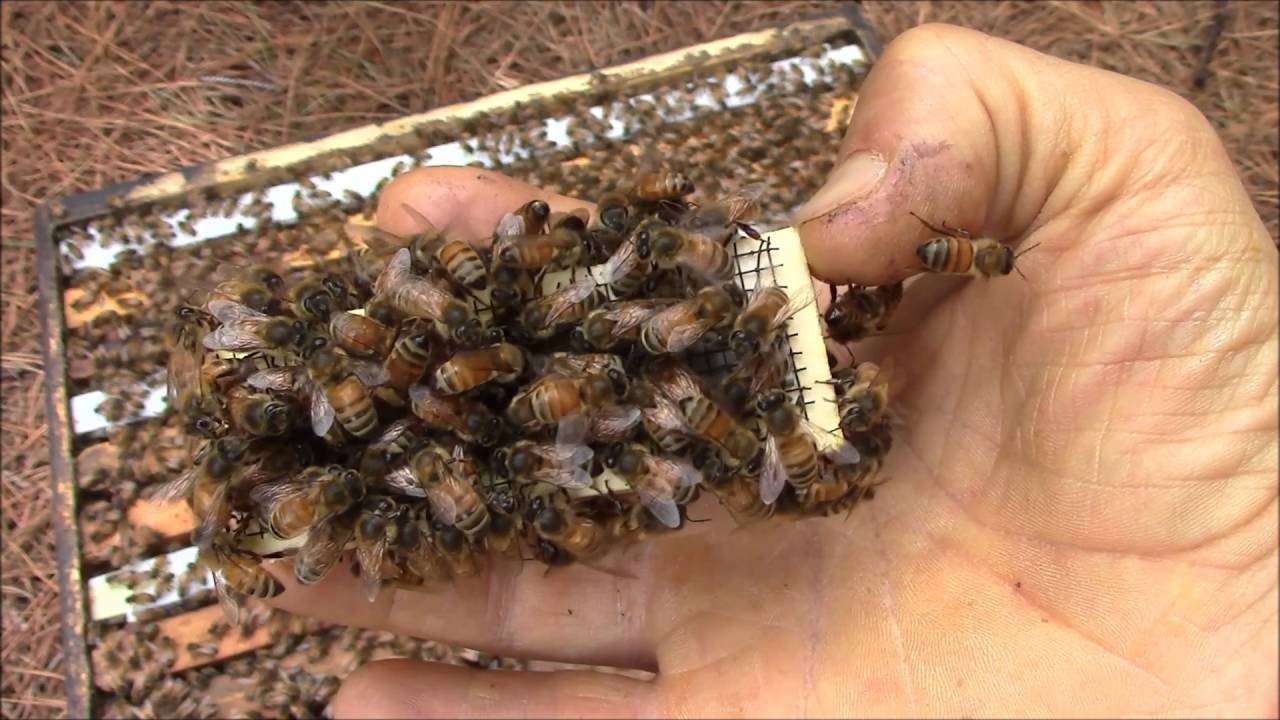 Včelia kráľovna po záchrane života zaspievala včelárovi, aby sa mu odvďačila
