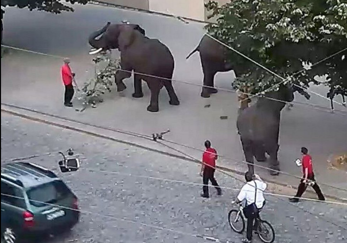 Zeleň v centre Olomouca ničilo stádo slonov, slúžili ako reklamné lákadlo
