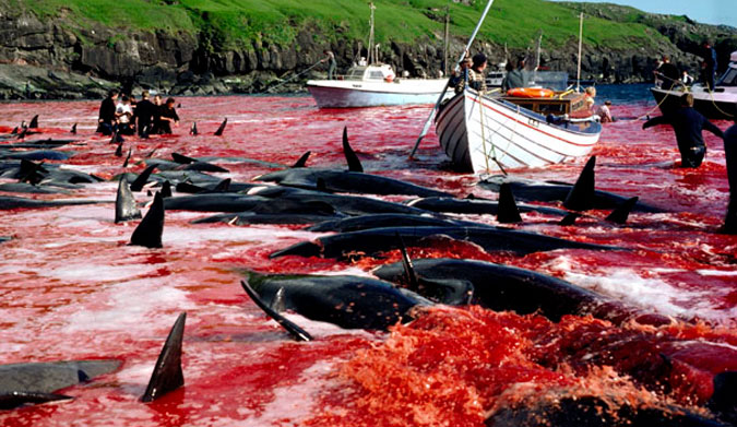 More pri Faerských Ostrovoch opäť očervenelo po brutálnom zabití 180 veľrýb